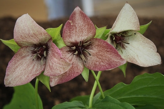 Image of Trillium x flexatum taken at Juniper Level Botanic Gdn, NC by JLBG