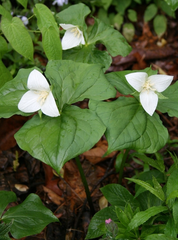 Image of Trillium flexipes taken at C. Burrell Gdn, VA