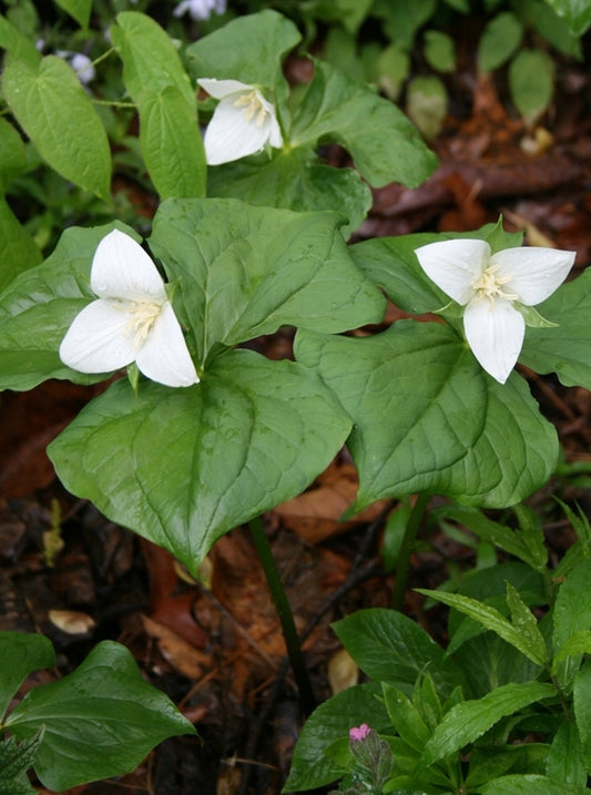 Image of Trillium flexipes taken at C. Burrell Gdn, VA