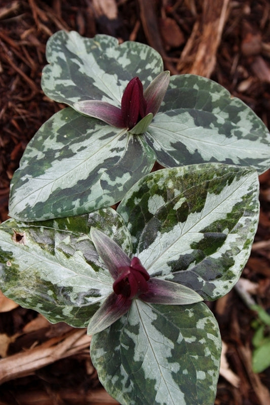 Image of Trillium foetidissimum 'Woodville'