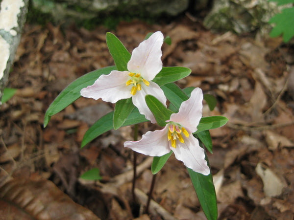 Image of Trillium georgianum  taken at In Situ by C. Voris