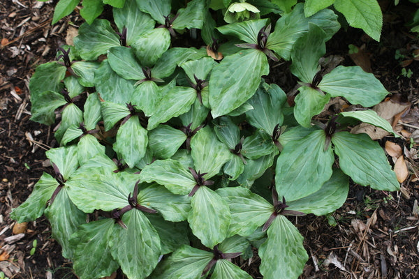 Image of Trillium gracile 'Shelby Superstar' taken at Juniper Level Botanic Gdn, NC by JLBG