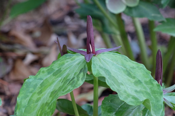 Image of Trillium gracile 'Shelby Superstar' taken at Juniper Level Botanic Gdn, NC by JLBG