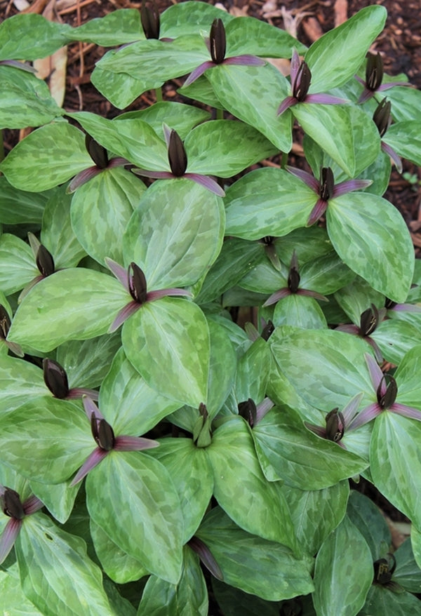 Image of Trillium gracile 'Shelbyville' taken at Juniper Level Botanic Gdn, NC by JLBG