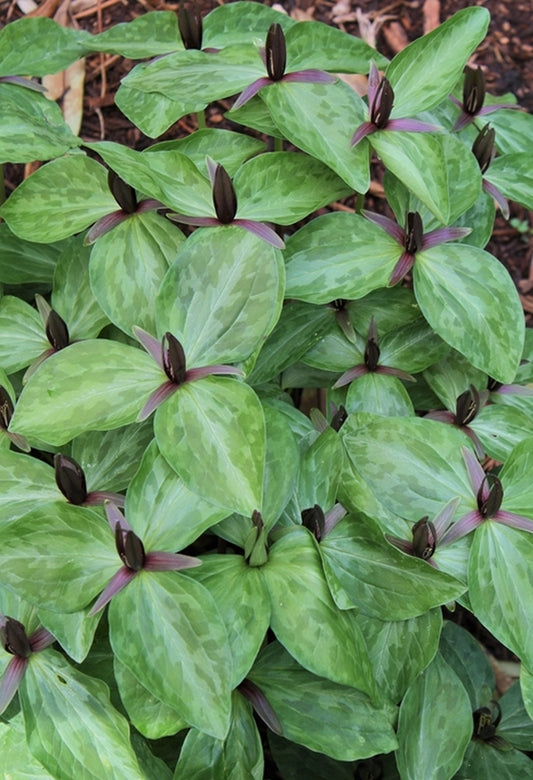 Image of Trillium gracile 'Shelbyville' taken at Juniper Level Botanic Gdn, NC by JLBG
