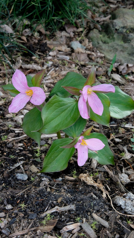 Image of Trillium grandiflorum 'Georgeous' taken at Juniper Level Botanic Gdn, NC by JLBG