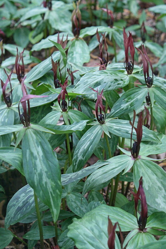 Image of Trillium lancifolium 'Shotgun Wedding' taken at Juniper Level Botanic Gdn, NC by JLBG