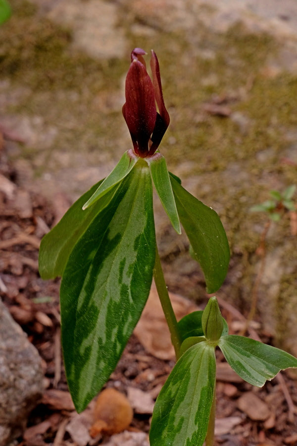 Image of Trillium lancifolium 'Stevens Creek' taken at Juniper Level Botanic Gdn, NC