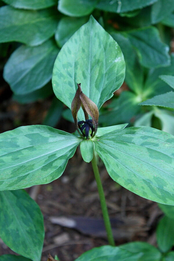 Image of Trillium lancifolium 'White Plains'