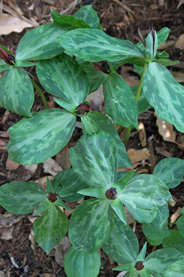 Image of Trillium lancifolium 'White Plains'