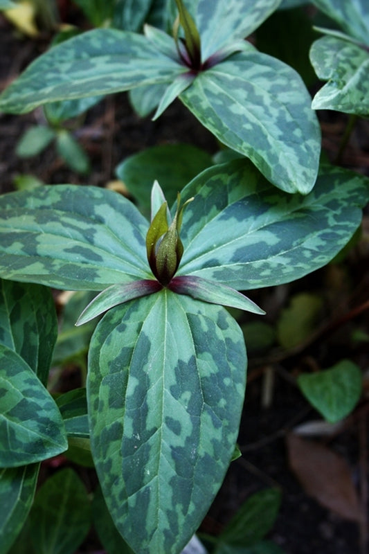 Image of Trillium ludovicianum 'Bentley' taken at Juniper Level Botanic Gdn, NC by JLBG