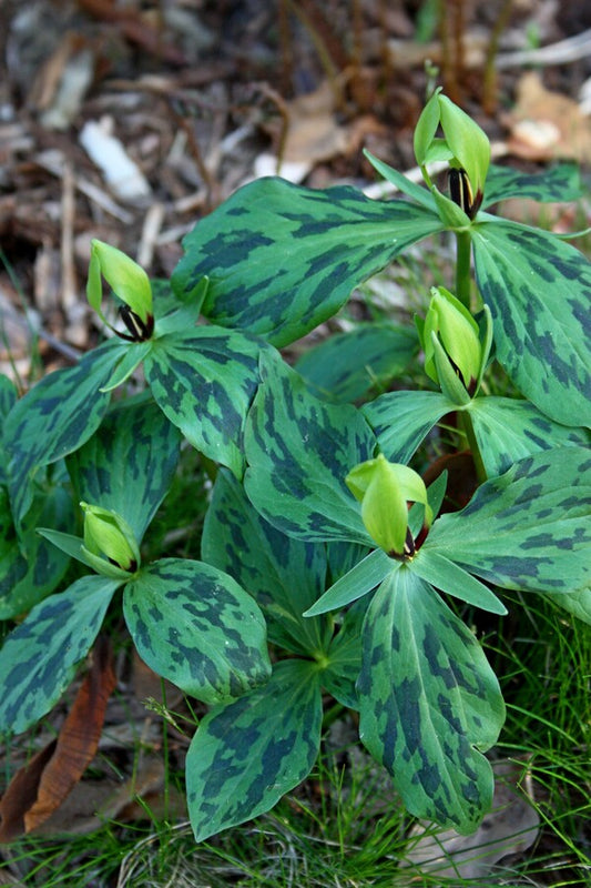 Image of Trillium oostingii taken at Juniper Level Botanic Gdn, NC by JLBG