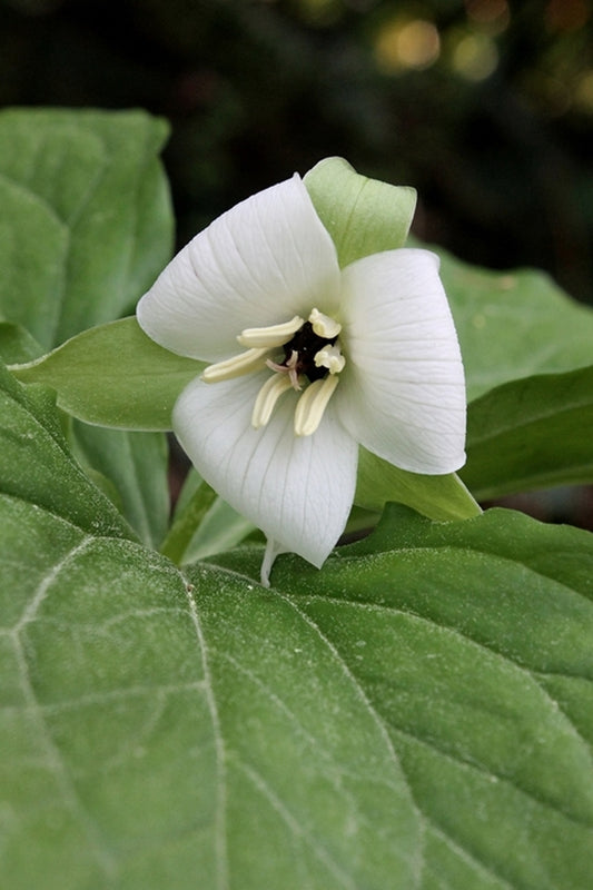 Image of Trillium simile taken at Juniper Level Botanic Gdn, NC by JLBG