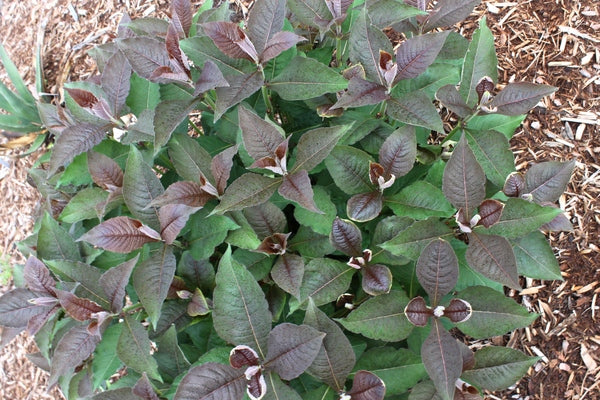 Image of Triosteum aurantiacum 'Barry Purple' taken at Juniper Level Botanic Gdn, NC by JLBG