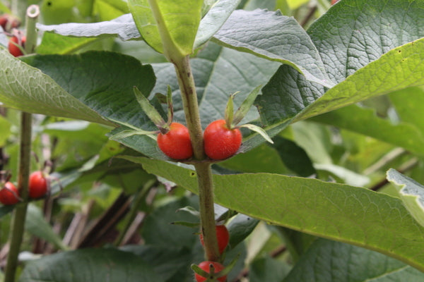 Image of Triosteum aurantiacum 'Barry Purple' taken at Juniper Level Botanic Gdn, NC by JLBG