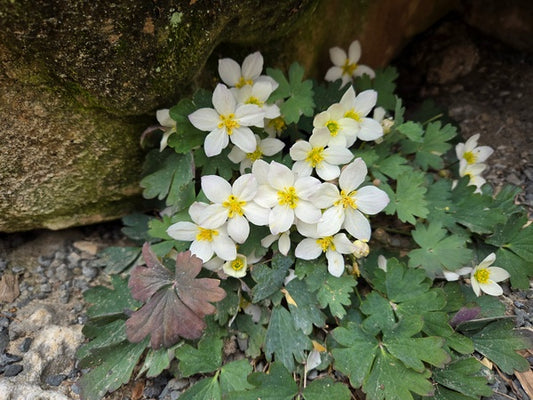 Image of Urophysa henryi taken at Juniper Level Botanic Gdn, NC by JLBG