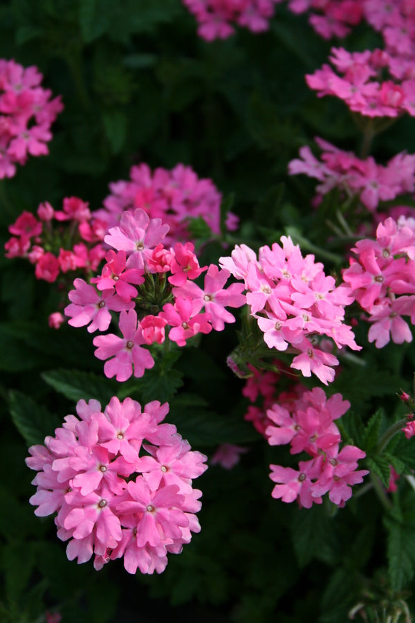 Image of Verbena 'Pink Princess'