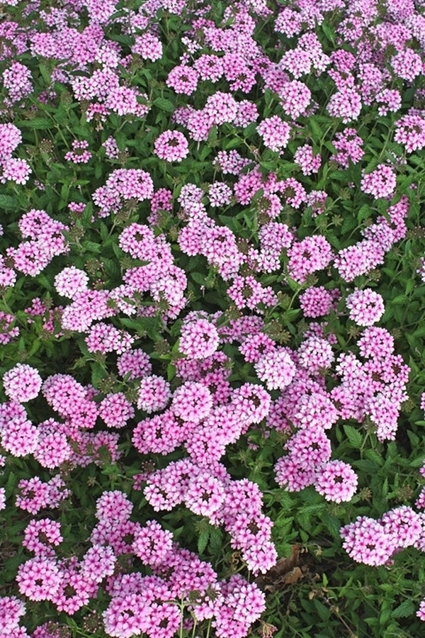 Image of Verbena 'Princess Bride' taken at Juniper Level Botanic Gdn, NC by JLBG