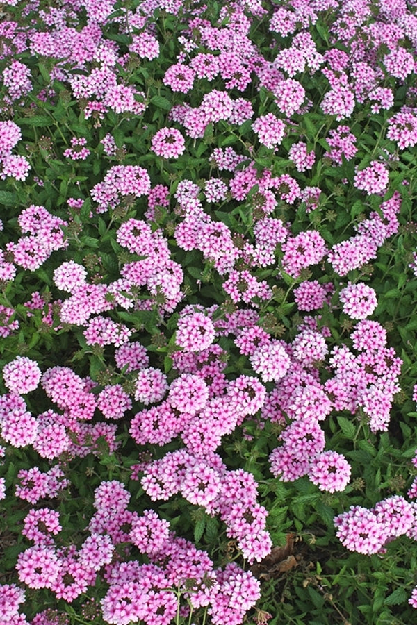 Image of Verbena 'Princess Bride' taken at Juniper Level Botanic Gdn, NC by JLBG