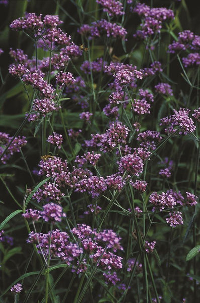 Verbena bonariensis