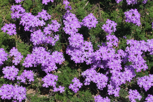 Image of Verbena catharinae 'Lavender Frappe' taken at Juniper Level Botanic Gdn, NC by JLBG