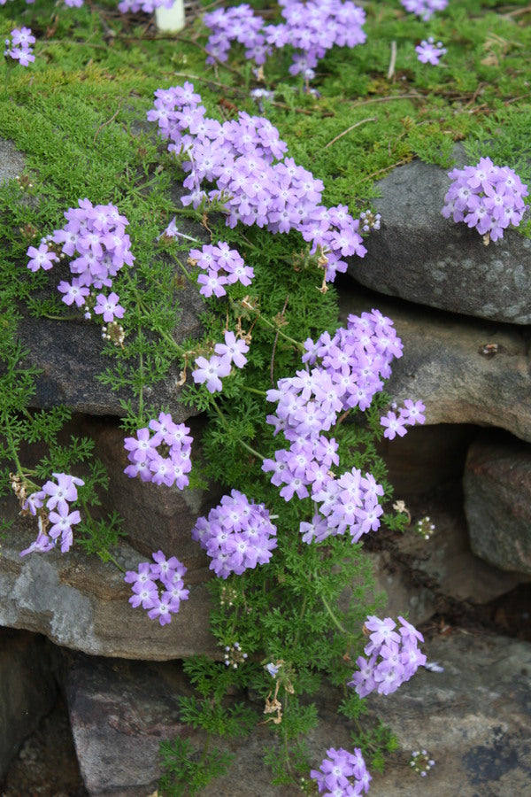 Image of Verbena catharinae 'Lavender Frappe' taken at Juniper Level Botanic Gdn, NC by JLBG