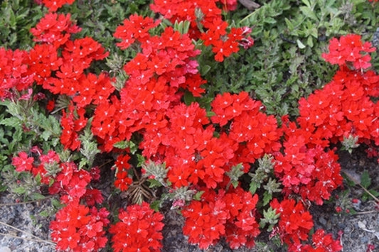 Image of Verbena peruviana taken at Juniper Level Botanic Gdn, NC by JLBG