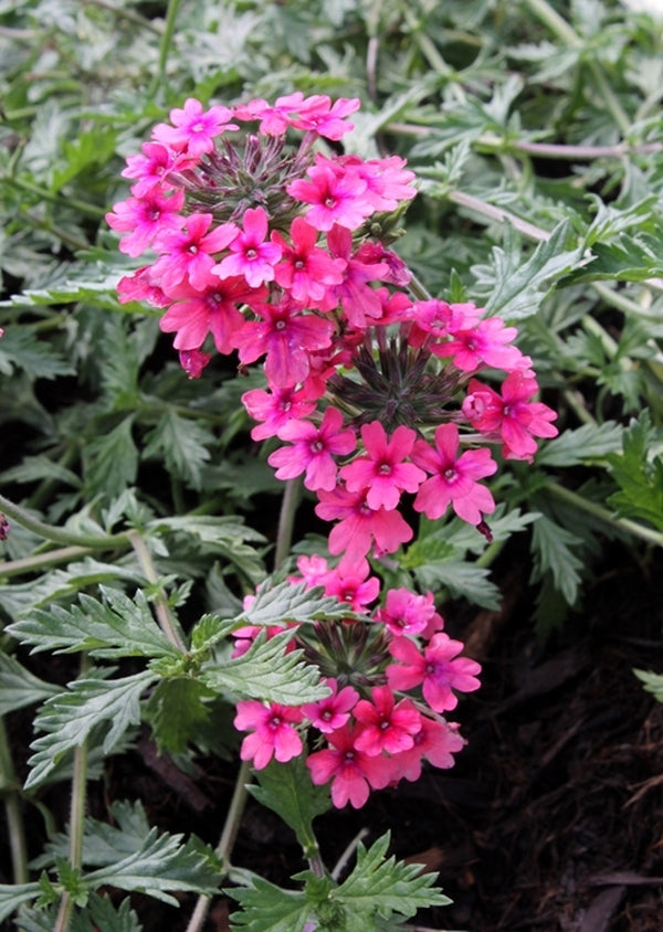 Image of Verbena tenera 'Sissinghurst'