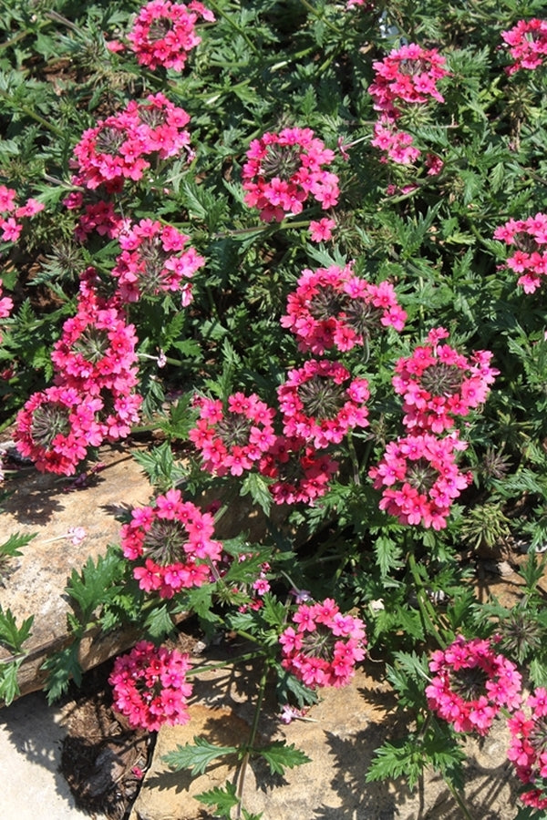 Image of Verbena tenera 'Sissinghurst'