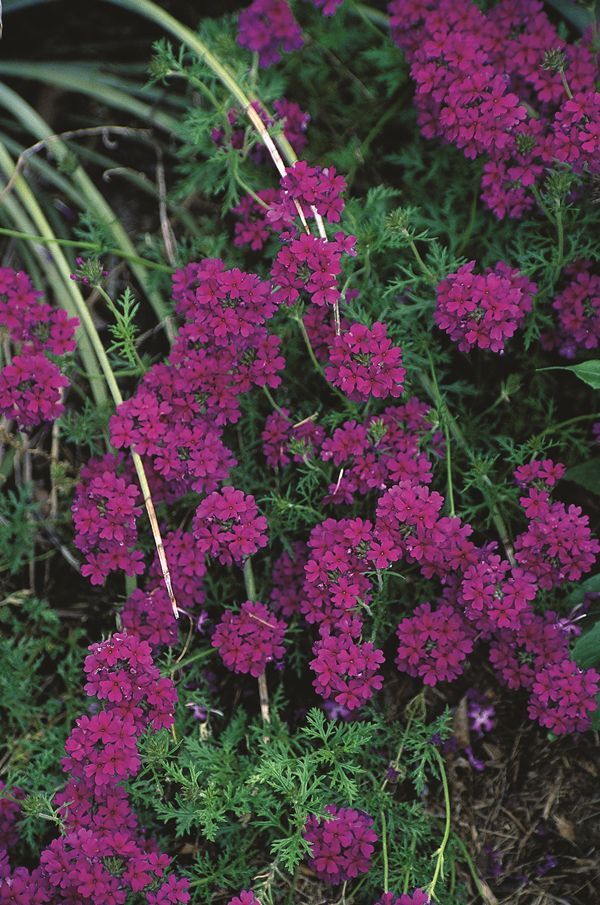 Image of Verbena tenuisecta 'Decked Out' taken at Juniper Level Botanic Gdn, NC by JLBG