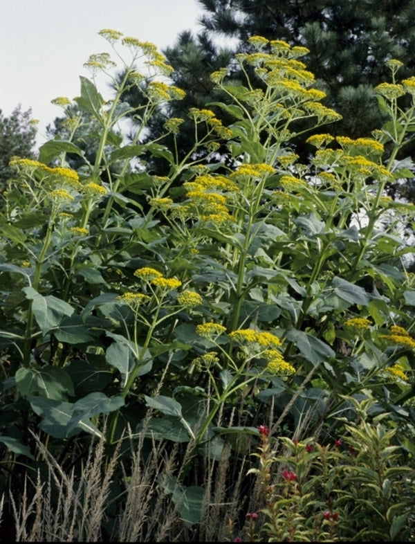 Image of Verbesina olsenii taken at Juniper Level Botanic Gdn, NC by JLBG