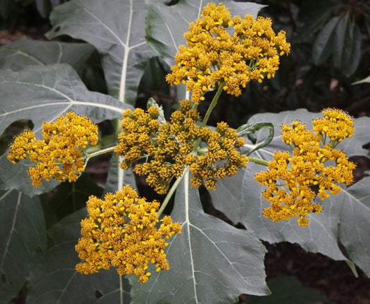 Image of Verbesina olsenii