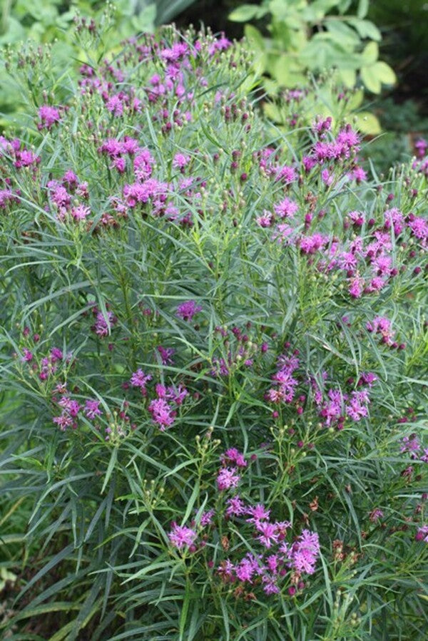Image of Vernonia angustifolia 'Plum Peachy'