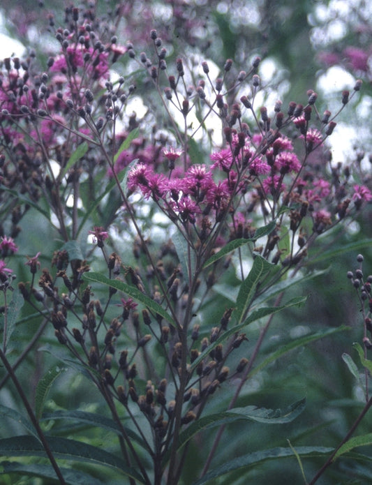 Image of Vernonia gigantea 'Jonesboro Giant' taken at Juniper Level Botanic Gdn, NC by JLBG