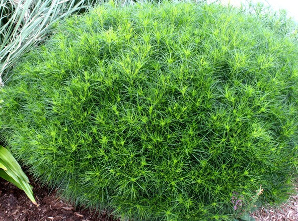 Image of Vernonia lettermanii taken at Juniper Level Botanic Gdn, NC by JLBG