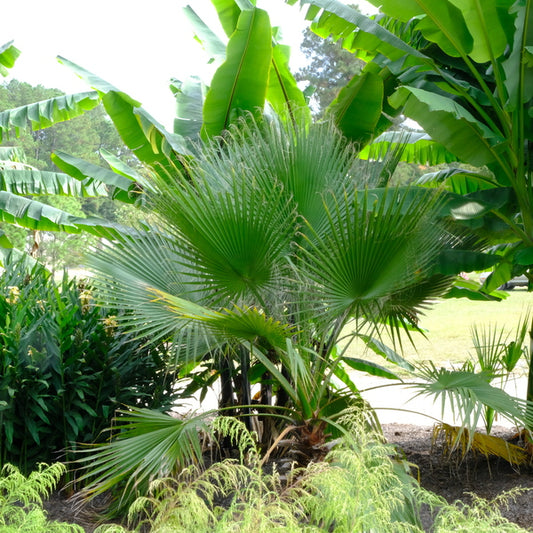 Image of Washingtonia filifera 'Denton' taken at Juniper Level Botanic Gdn, NC by JLBG
