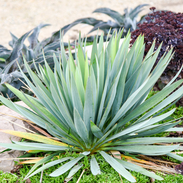 Image of Yucca 'Dragon Slayer' PP 36,889 taken at Walters Gardens, MI by JLBG