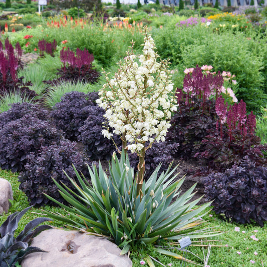Image of Yucca 'Dragon Slayer' PP 36,889 taken at Walters Gardens, MI by JLBG