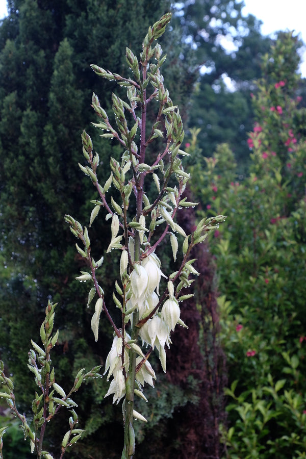 Yucca Silver Anniversary | Silver Anniversary Soapwort