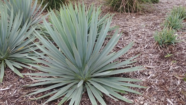 Image of Yucca 'Silver Anniversary' PP 31,437 taken at Juniper Level Botanic Gdn, NC by JLBG