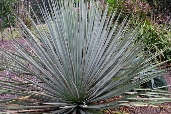 Image of Yucca 'Silversword' taken at Juniper Level Botanic Gdn, NC by JLBG