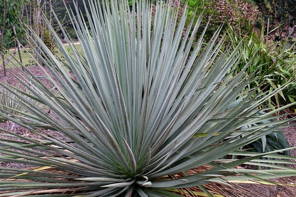Image of Yucca 'Silversword' taken at Juniper Level Botanic Gdn, NC by JLBG