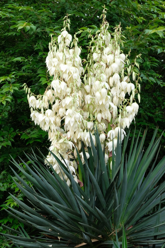 Image of Yucca 'Tromping Around' taken at Juniper Level Botanic Gdn, NC by JLBG