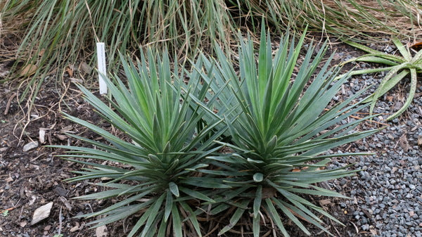 Image of Yucca aloifolia 'Magenta Magic' taken at Juniper Level Botanic Gdn, NC by JLBG