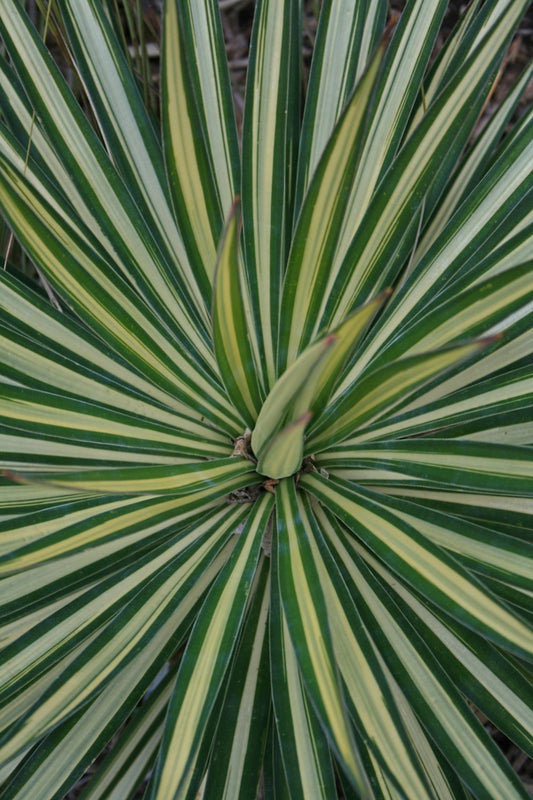 Image of Yucca aloifolia 'Mediopicta' taken at Juniper Level Botanic Gdn, NC by JLBG