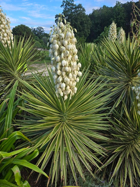 Image of Yucca aloifolia 'Variegata' taken at Juniper Level Botanic Garden, Raleigh NC by JLBG