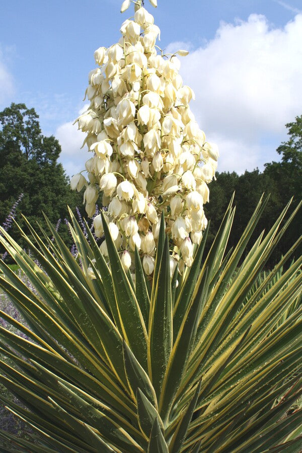 Image of Yucca aloifolia 'Variegata' taken at Juniper Level Botanic Garden, Raleigh NC by JLBG