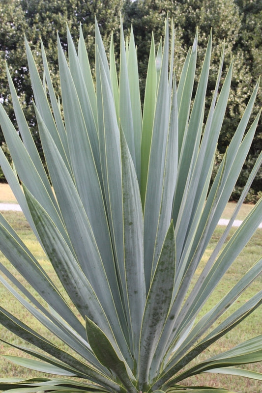 Image of Yucca cernua taken at Juniper Level Botanic Gdn, NC by JLBG
