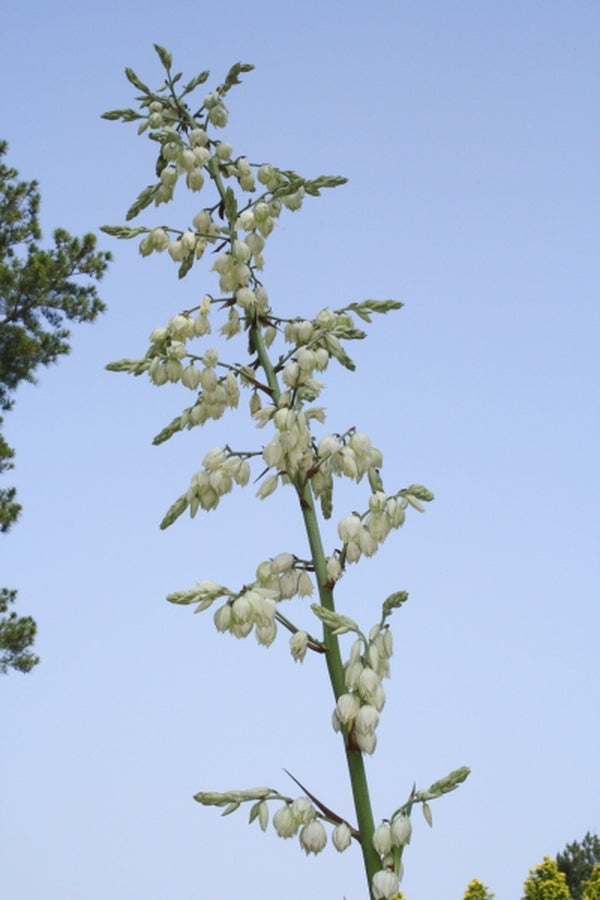 Image of Yucca cernua taken at Juniper Level Botanic Gdn, NC by JLBG