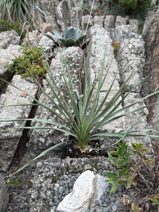 Image of Yucca elata 'Marathon' taken at Juniper Level Botanic Gdn, NC by C. Hardison